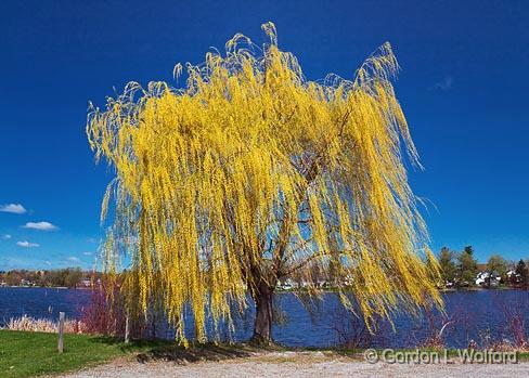 Spring Willow_15882.jpg - Photographed at Smiths Falls, Ontario, Canada.